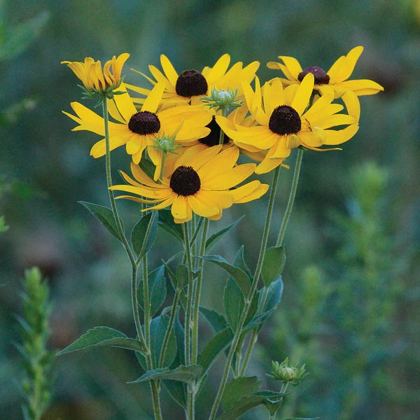 Rudbeckia seeds