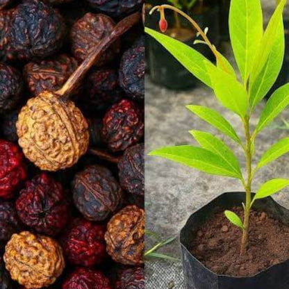 Rudraksha Seeds For Planting -