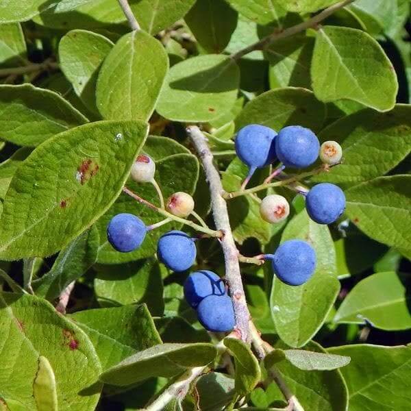 Rudraksha Seeds For Planting -