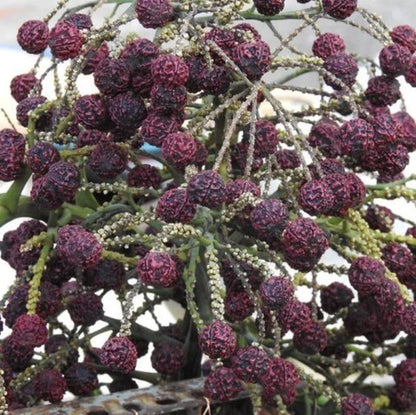 Rudraksha Seeds For Planting -