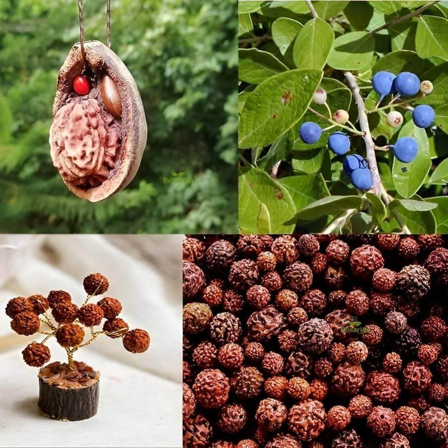 Rudraksha Seeds For Planting -