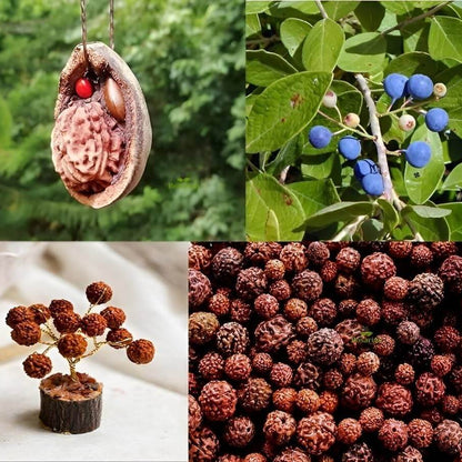 Rudraksha Seeds For Planting -