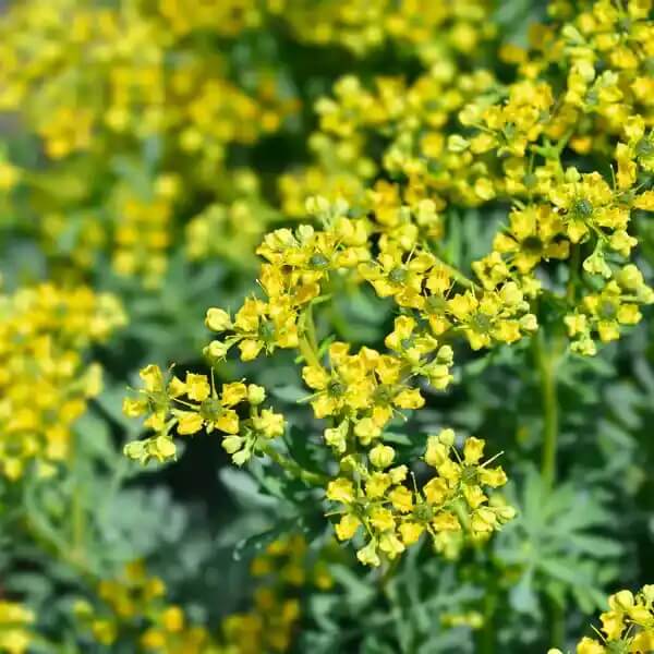 Ruta Graveolens Rue Seeds - Herbal Plant