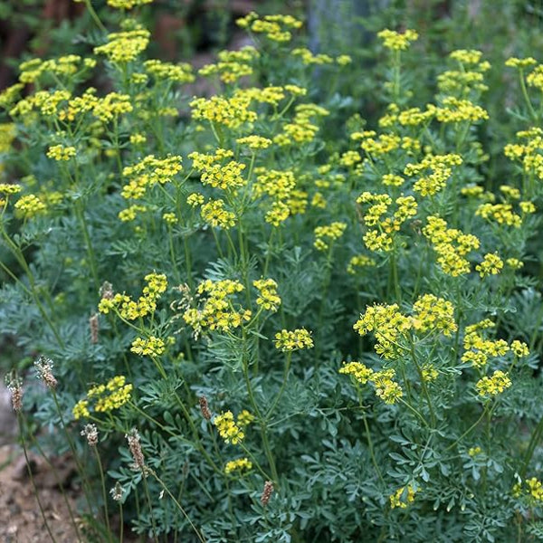 Rue Seeds - Herbal Plant