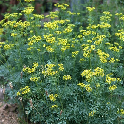 Rue Seeds - Herbal Plant