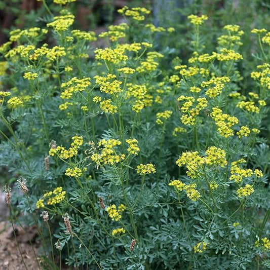 Rue Seeds - Herbal Plant