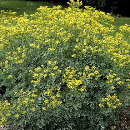 Rue Seeds - Herbal Plant