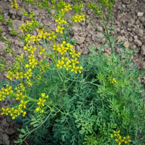 Rue Seeds - Herbal Plant