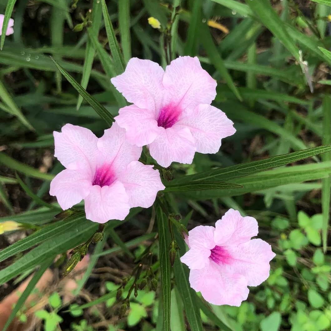 Ruellia Simplex Mexican Petunia Seeds 