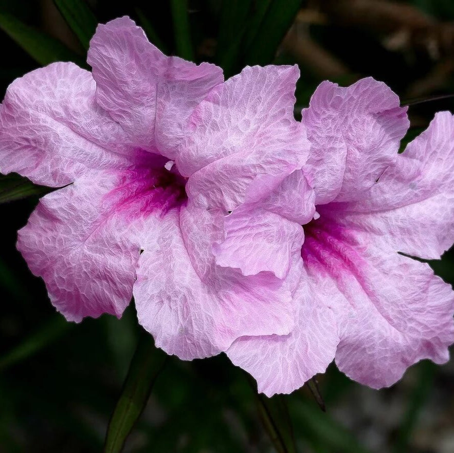 Ruellia Simplex Mexican Petunia Seeds 