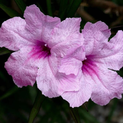 Ruellia Simplex Mexican Petunia Seeds 