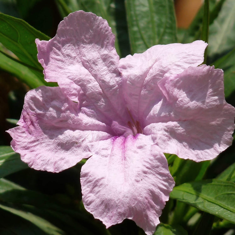 Ruellia Simplex Mexican Petunia Seeds 
