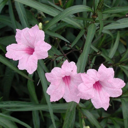 Ruellia Simplex Mexican Petunia Seeds 