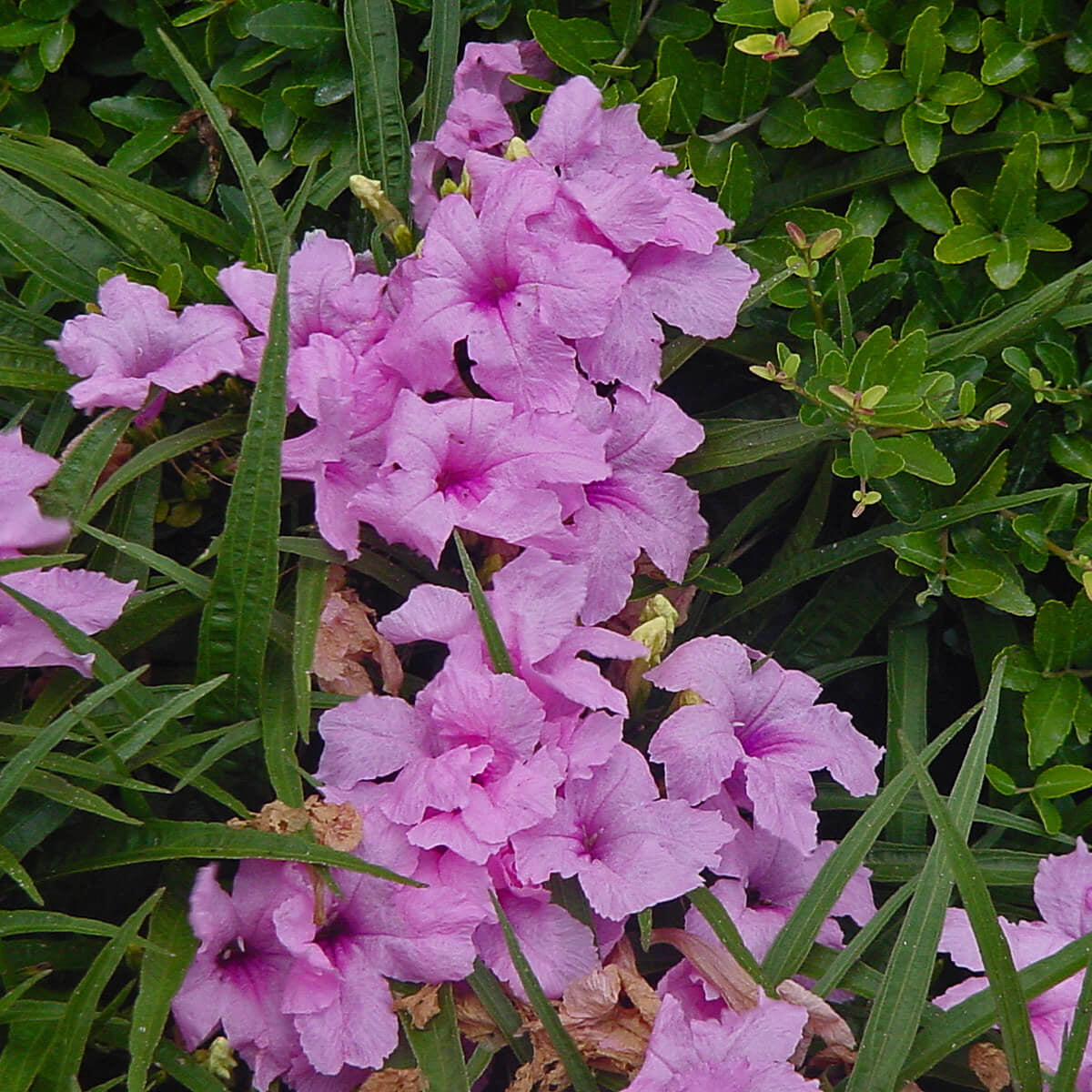 Ruellia Simplex Mexican Petunia Seeds 
