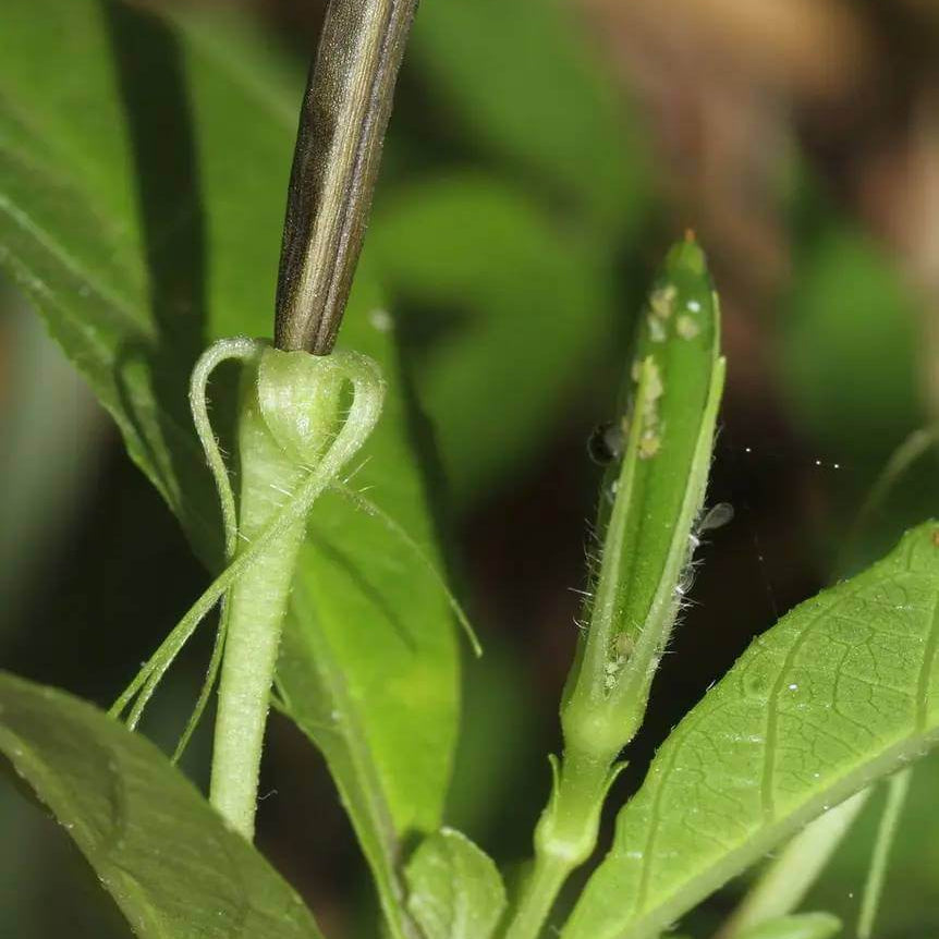 Ruellia Tuberosa Seeds - Heirloom Flower Plant for Home Gardens