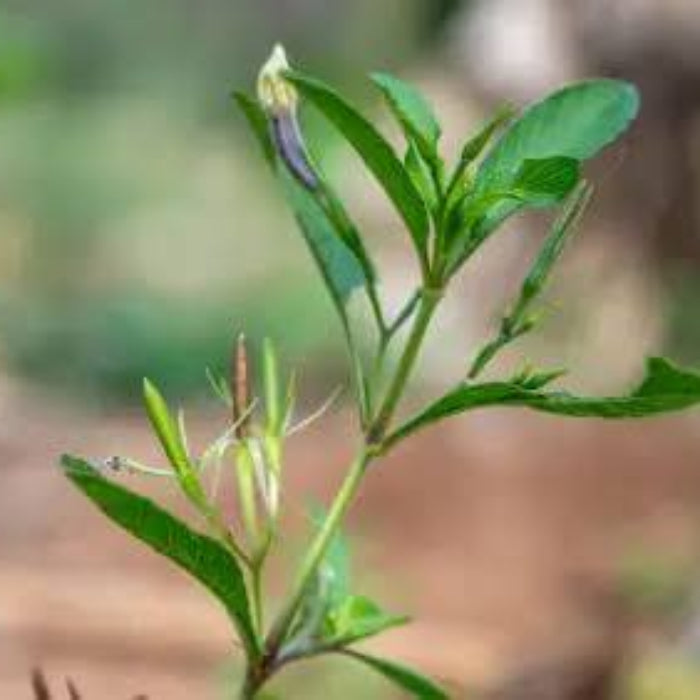 Ruellia Tuberosa Seeds - Heirloom Flower Plant for Home Gardens
