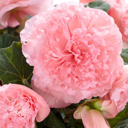 Ruffled Pink Begonia Seeds 