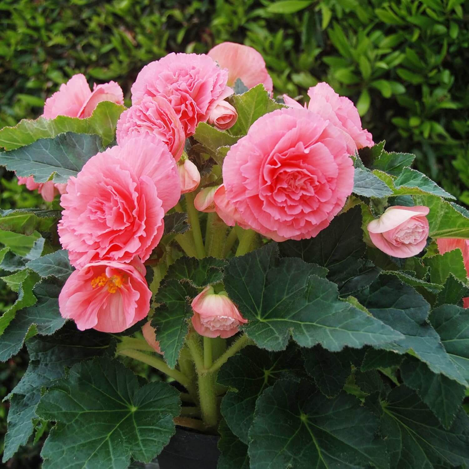 Ruffled Pink Begonia Seeds 
