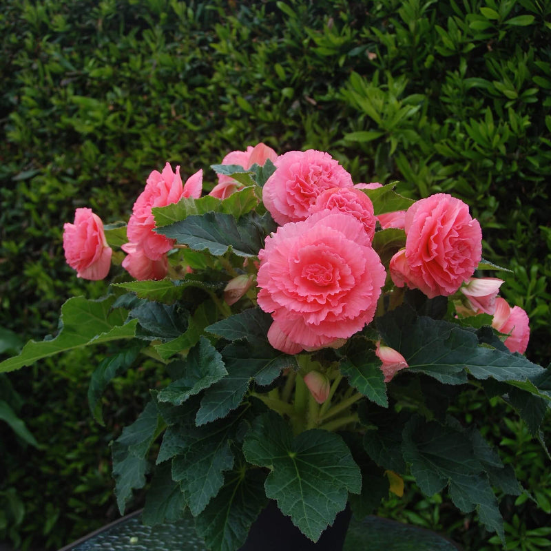 Ruffled Pink Begonia Seeds 