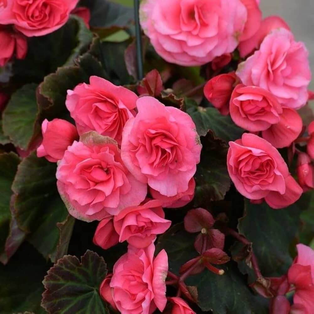 Ruffled Pink Begonia Seeds 