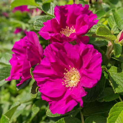 Rugosa rose seeds - Flower Plant