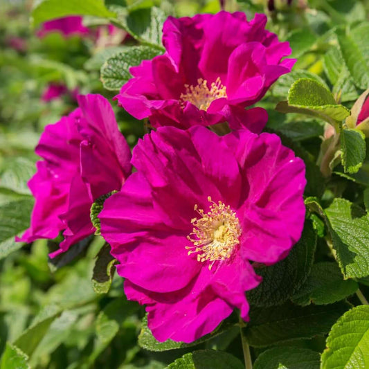 Rugosa rose seeds - Flower Plant