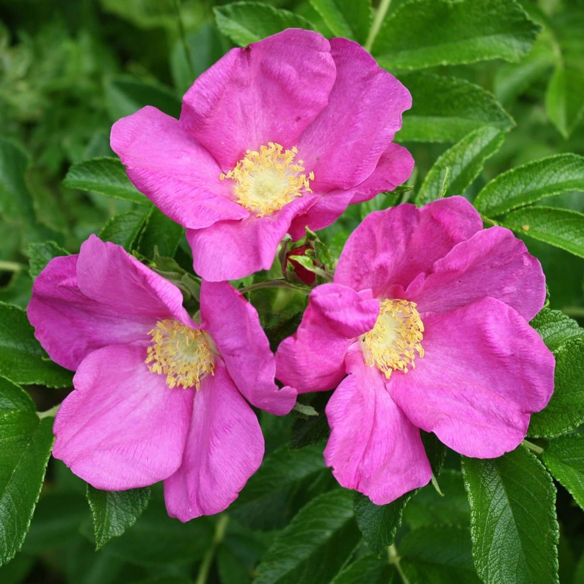 Rugosa rose seeds - Flower Plant