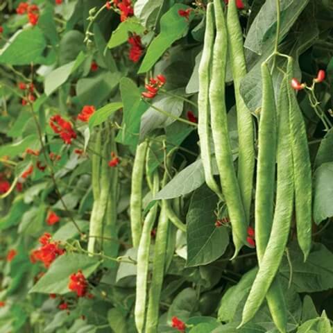 Runner Bean Seeds - Vegetable Plant