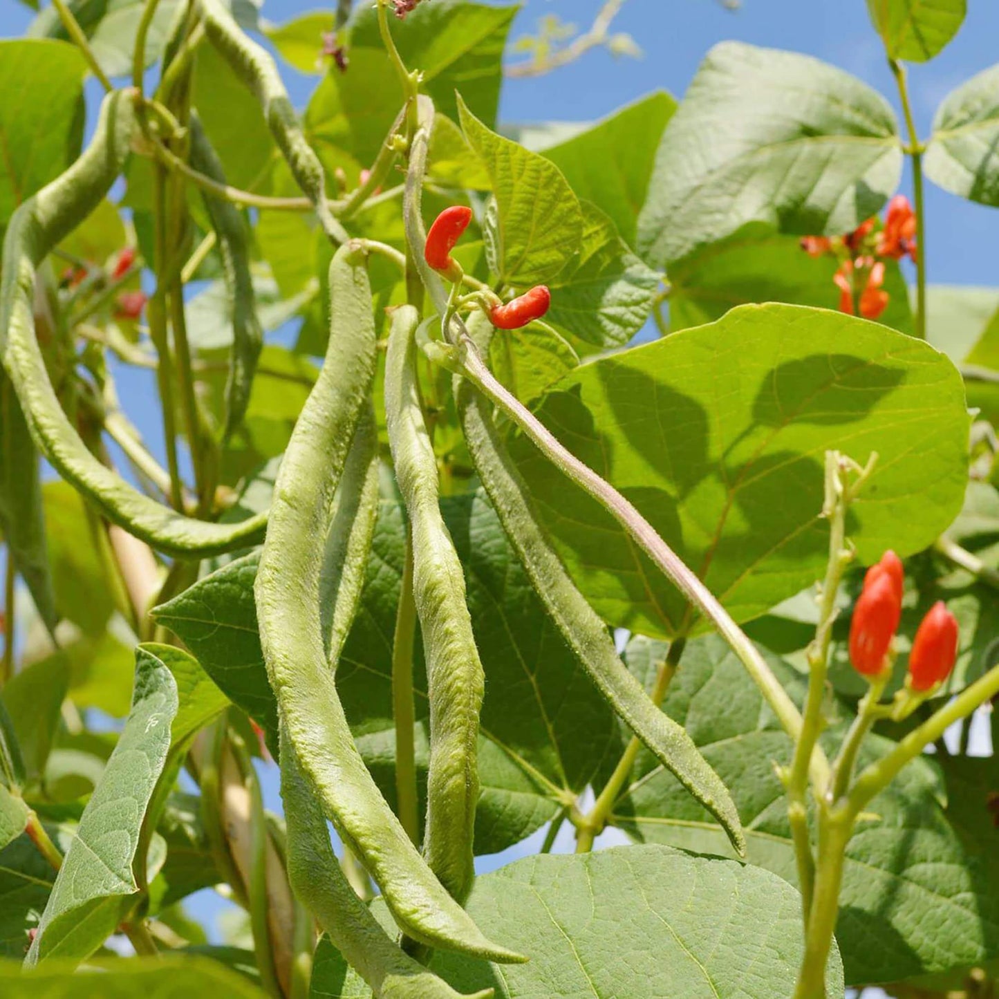 Runner Bean Seeds - Vegetable Plant