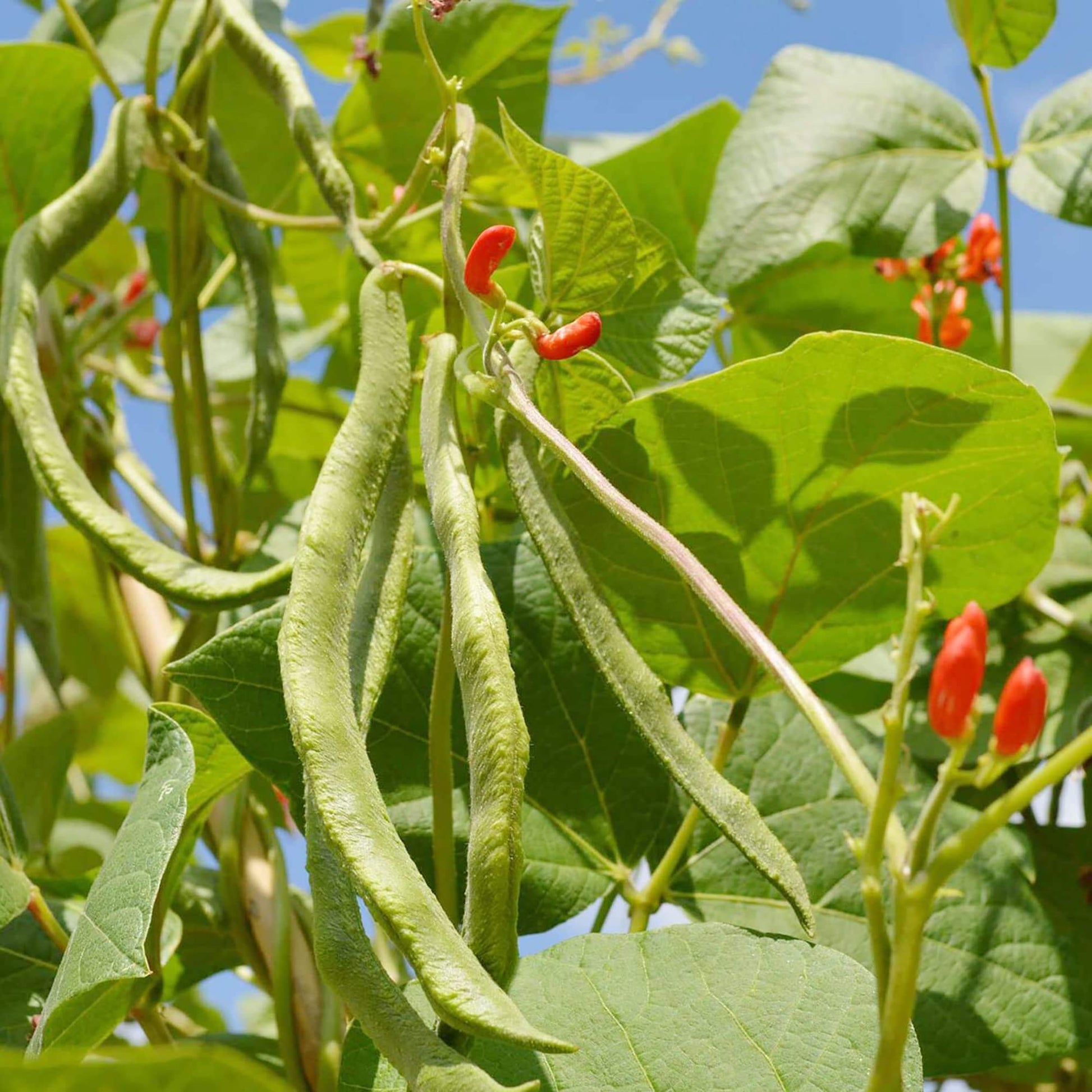 Runner Bean Seeds - Vegetable Plant