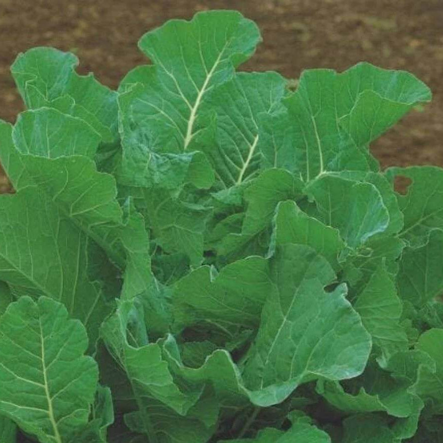  Runway Arugula Seeds - Heirloom Vegetable Plant for Home Gardens