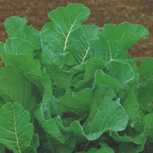  Runway Arugula Seeds - Heirloom Vegetable Plant for Home Gardens