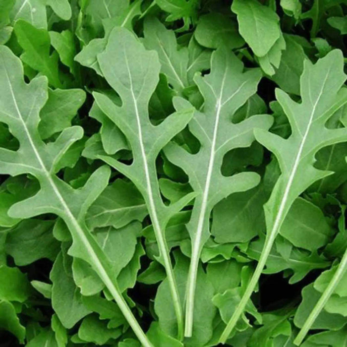  Runway Arugula Seeds - Heirloom Vegetable Plant for Home Gardens