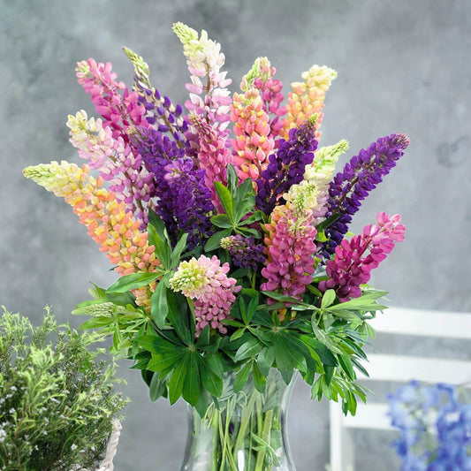 Russell Lupine Seeds - Flower Plant
