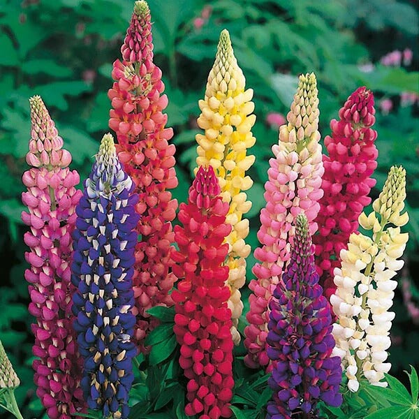 Russell Lupine Seeds - Flower Plant