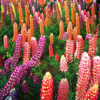 Russell Lupine Seeds - Flower Plant