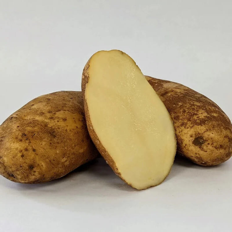 Russet Burbank Potato Seeds - Vegetable Plant