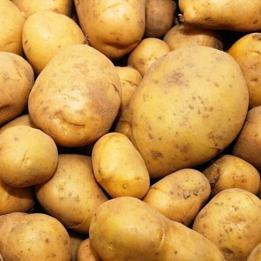 Russet Burbank Potato Seeds - Vegetable Plant