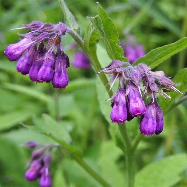 Russian Comfrey Seeds
