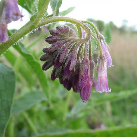 Russian Comfrey Seeds 
