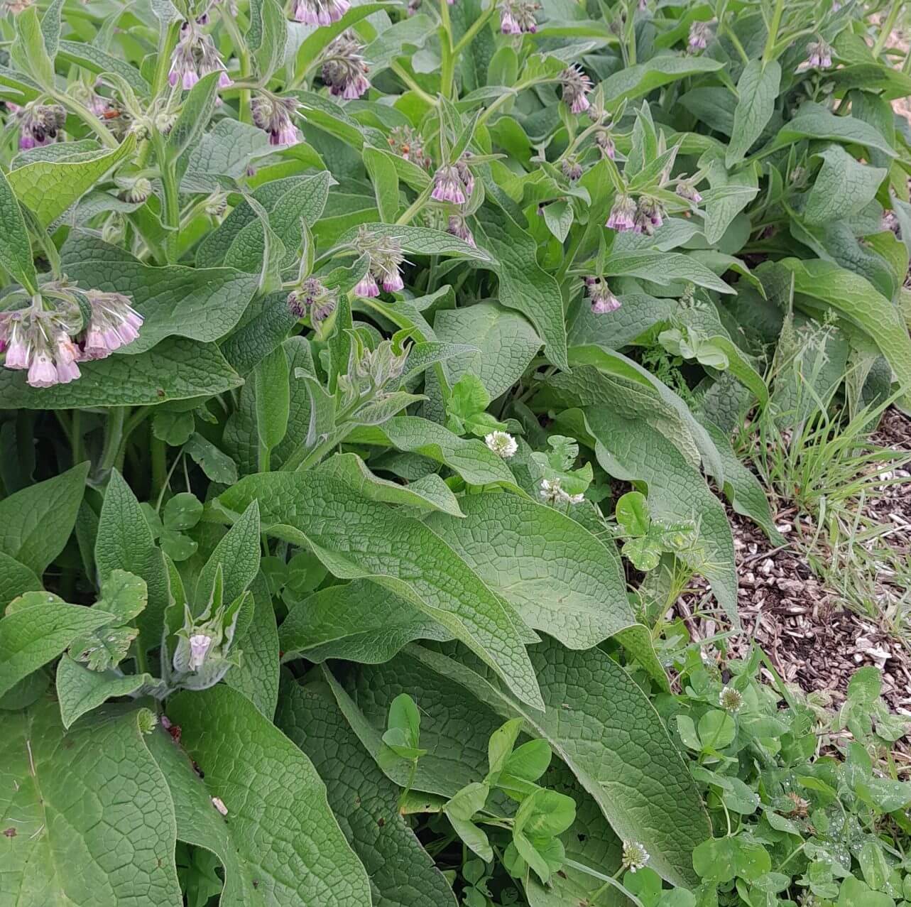 Russian Comfrey Seeds 