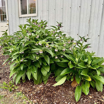 Russian Comfrey Seeds 