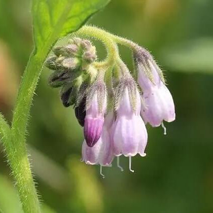 Russian Comfrey Seeds 