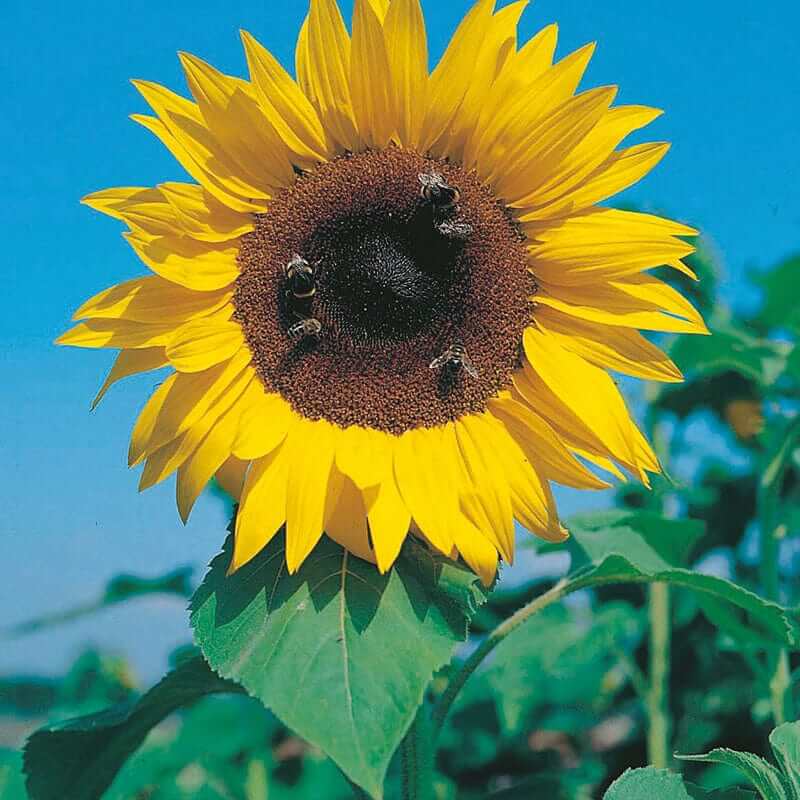Russian Giant Sunflower Seeds - Flower Plant