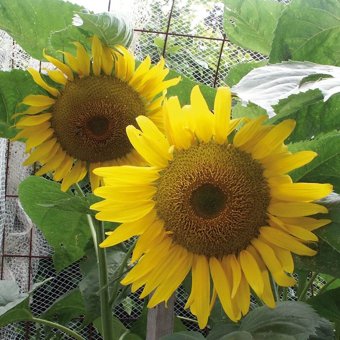 Russian Giant Sunflower Seeds - Flower Plant
