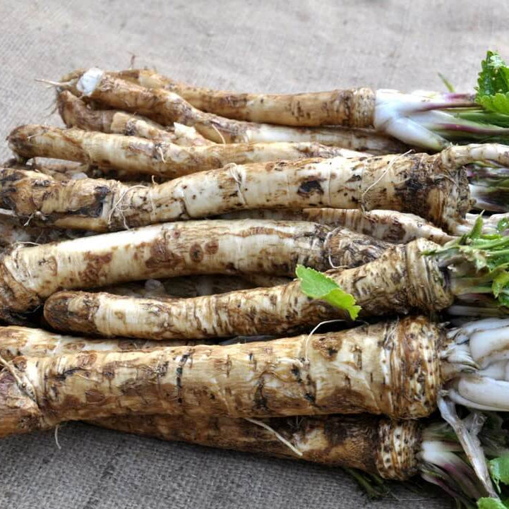 Russian Horseradish Seeds 