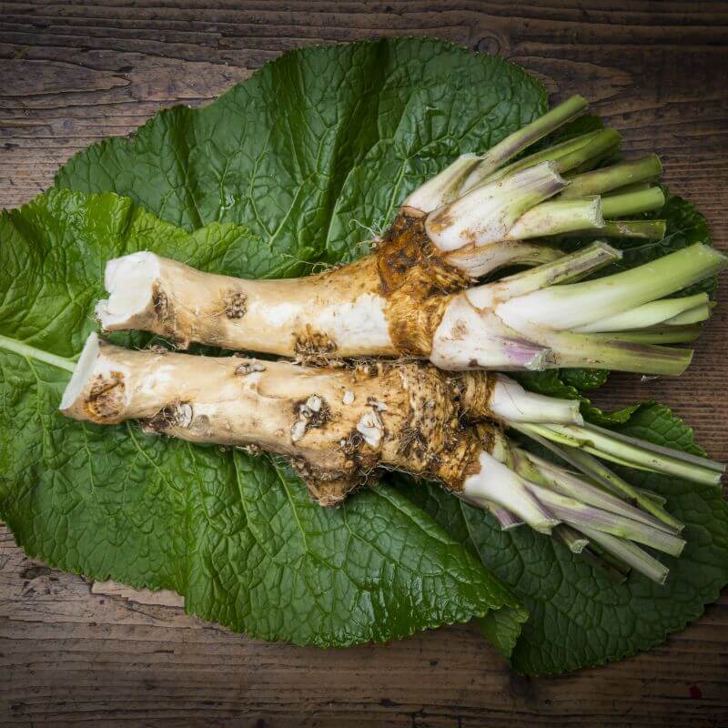 Russian Horseradish Seeds 