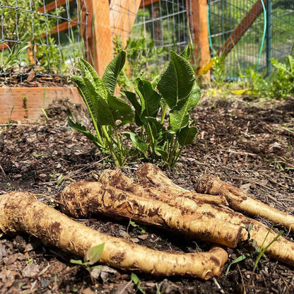 Russian Horseradish Seeds 