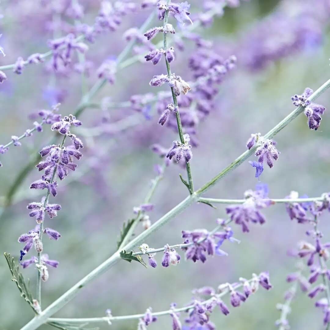 Russian Sage Perovskia Atriplicifolia Seeds 