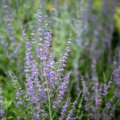 Russian Sage Perovskia Atriplicifolia Seeds 